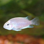 Pink Convict Cichlid