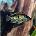 Texas Cichlid