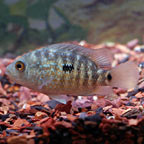 Green Texas Cichlid