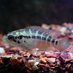 Managuense Cichlid