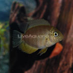 Green Severum