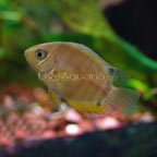 Gold Severum