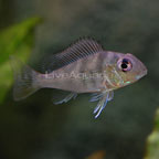 Surinamen Geophagus