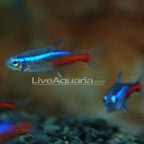 Neon Tetra Jumbo