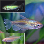 Congo Tetra Congo Tetra