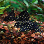 Pseudacanthicus Angelicus Pleco (Discontinued per Southland)