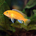 Red Zebra Cichlid 