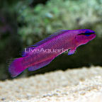 Orchid Dottyback - Tank-Bred