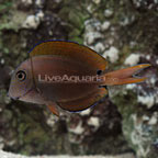 Lavender Tang Lavender Tang