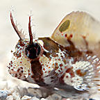 Horned Blenny Horned Blenny
