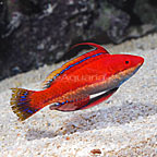 th-90080-Longfin-Fairy.jpg