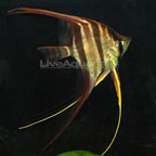 Altum Angel- True Wild Strain Altum Angel- True Wild Strain