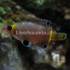 Yellow Banded Possum Wrasse