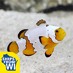  Captive-Bred Premium Snowflake Clownfish