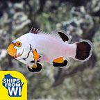 Proaquatix Captive-Bred Platinum Percula Clownfish