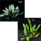Cryptocoryne Cryptocoryne