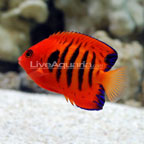 saltwater fish marine aquarium fish for saltwater aquariums saltwater fish 144x144