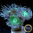 Corals For Sale: Rare Corals and other Marine LPS Corals Certified Captive