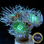 Corals For Sale: Rare Corals and other Marine LPS Corals Certified Captive Corals For Sale: Rare Corals and other Marine LPS Corals Certified Captive