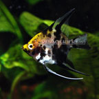 Freshwater Tropical Angelfish