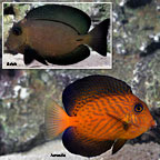 Chevron Tang Chevron Tang