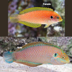 Kuiter's Leopard Wrasse EXPERT ONLY