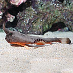 Longnose Batfish 