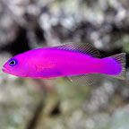 Purple Pseudochromis 