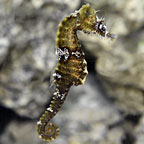 Lined Seahorse, Rust - Tank-Bred 