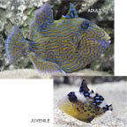 Bluelined Triggerfish