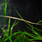 Freshwater Pipefish EXPERT ONLY