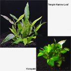Hygrophila Hygrophila