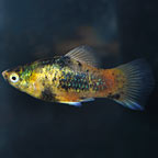 Calico Platy