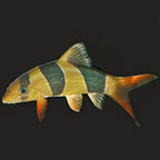 Clown Loach Clown Loach