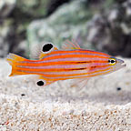Swales Swissguard Basslet