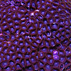 Colony Polyp, Purple Face