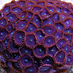Button Polyp, Red People Eater 