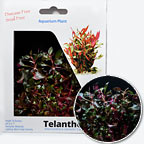 Telanthera Plant - Tissue Cultured Telanthera Plant - Tissue Cultured