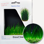 Dwarf Hairgrass - Tissue Cultured