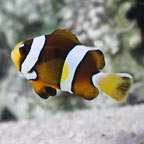 Pearl Eye Clarkii Clownfish, Captive-Bred