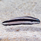 Striped Pseudochromis, Tank-Bred 