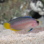  Captive-Bred Splendid Dottyback