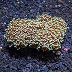 Frogspawn Coral - Branched