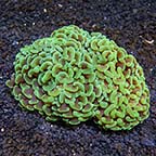 Hammer / Anchor Coral 