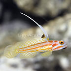 Yashia White Ray Shrimp Goby 