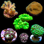 LiveAquaria® CCGC Aquacultured Coral Frag 5 Pack, Gold Edition