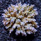 Assorted Acropora Coral