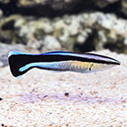 Cleaner Common Wrasse
