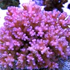 Cauliflower Coral, Pocillopora