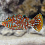 Blue Spotted Puffer